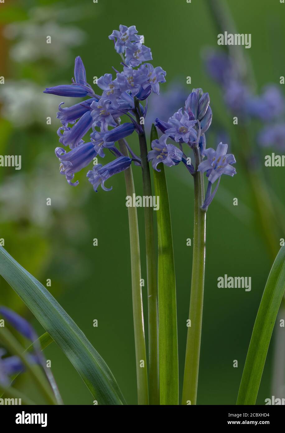 Bluebells, Hyacintoides non-scripta, en flor en el bosque en primavera. Foto de stock