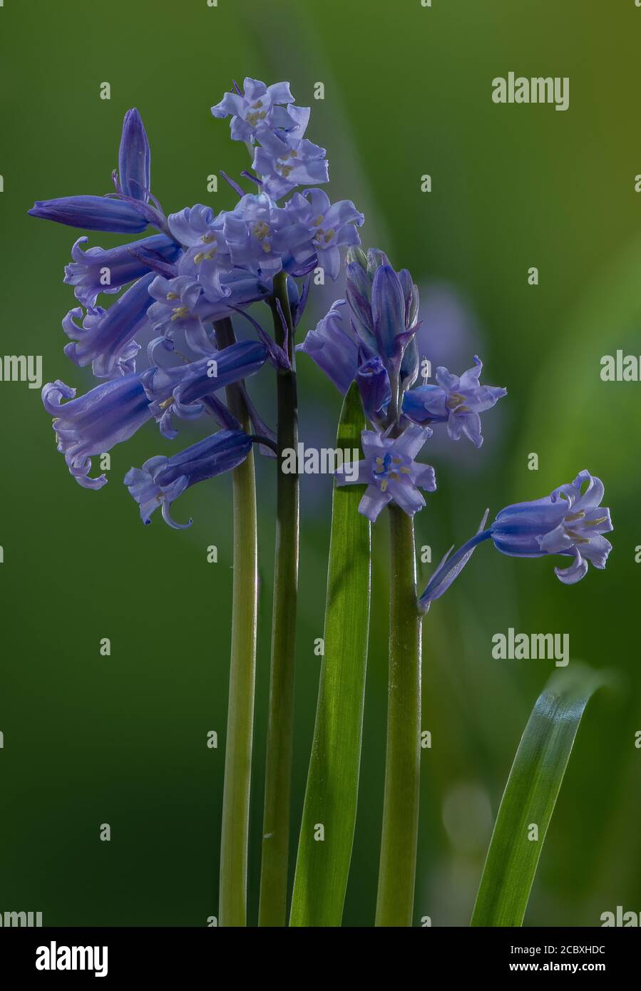 Bluebells, Hyacintoides non-scripta, en flor en el bosque en primavera. Foto de stock