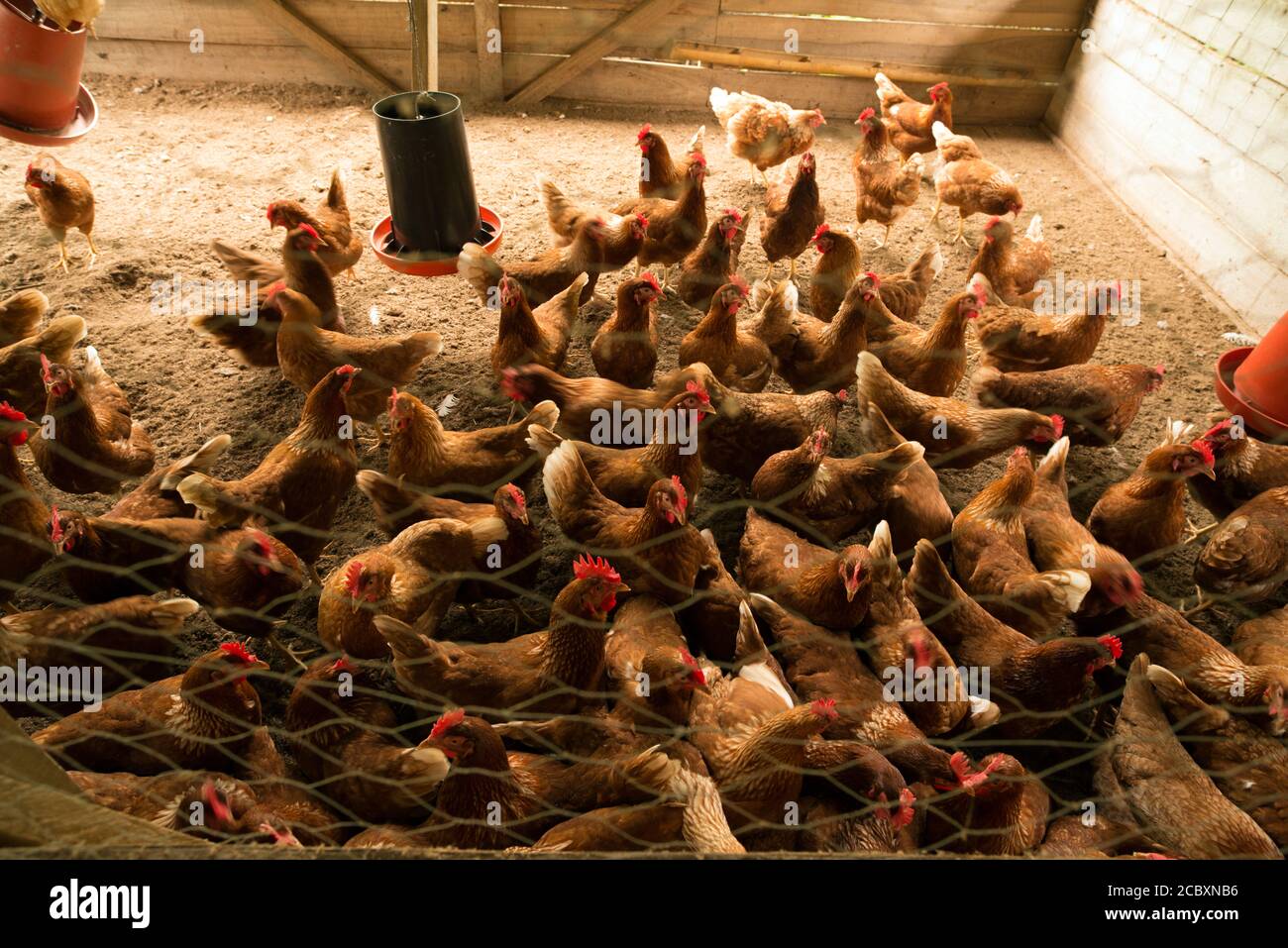 Gallinas de campo libre en una granja orgánica en la aldea indígena Bribri de Suretka, provincia de Limón, Costa Rica. Foto de stock