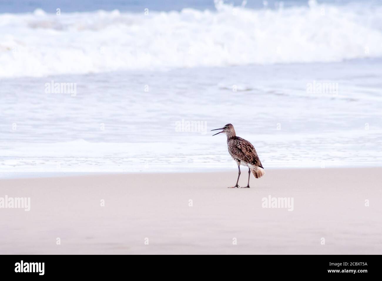 Un Willet (Tringa semipalmata) forrajeo de alimentos a lo largo del borde del agua en el Assateague Island National Seashore, Maryland Foto de stock