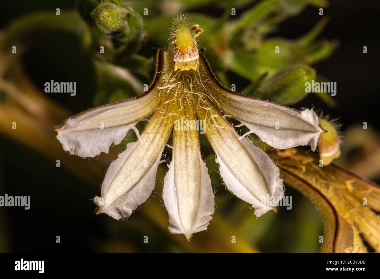 Flor de la playa Naupaka (Scaevola taccada) planta Foto de stock