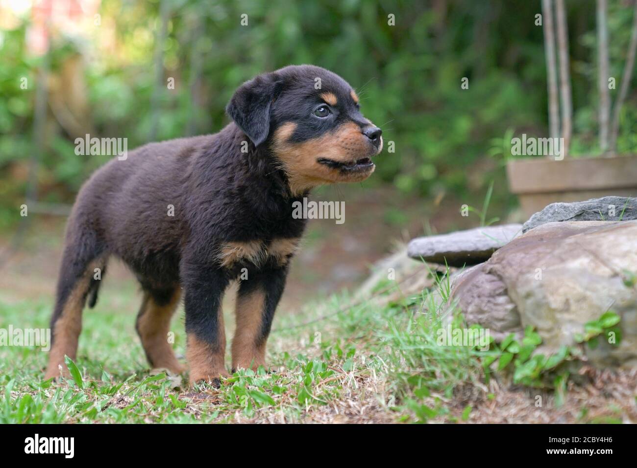Perro cachorro Rottweiler en un jardín. Todo el cuerpo a la vista. Foto de stock
