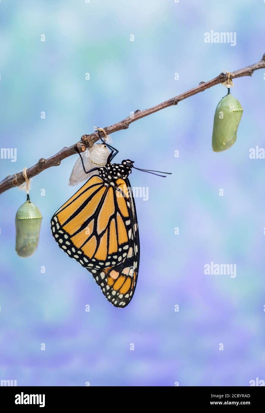 Mariposa monarca, Danaus plexippson, emerge de Chrysalis seca alas azul fondo retrato Foto de stock