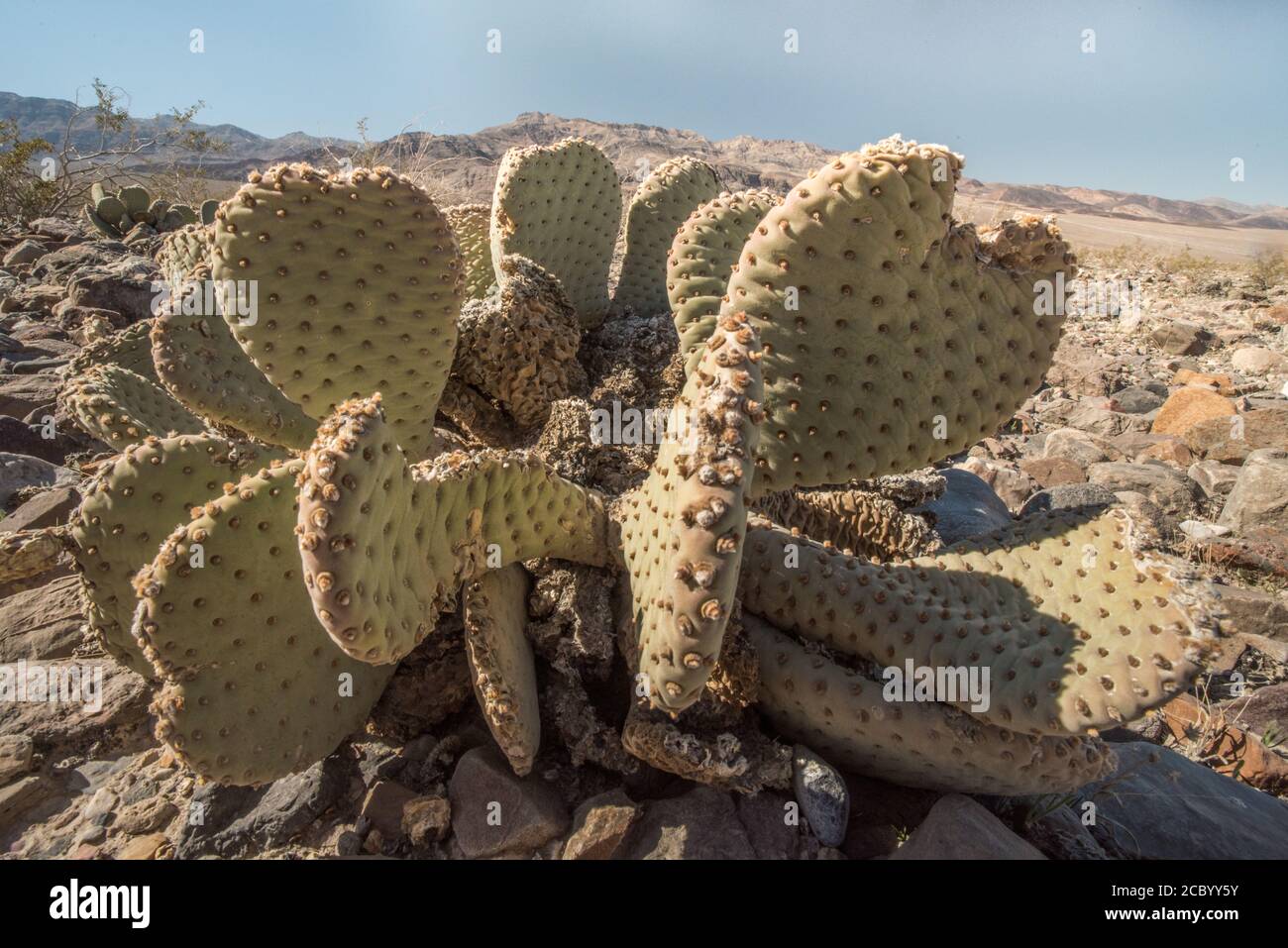 El Cactus Beavertail (Opuntia basilaris) uno de los cactus que son capaces de sobrevivir y crecer en el Parque Nacional del Valle de la muerte, California. Foto de stock