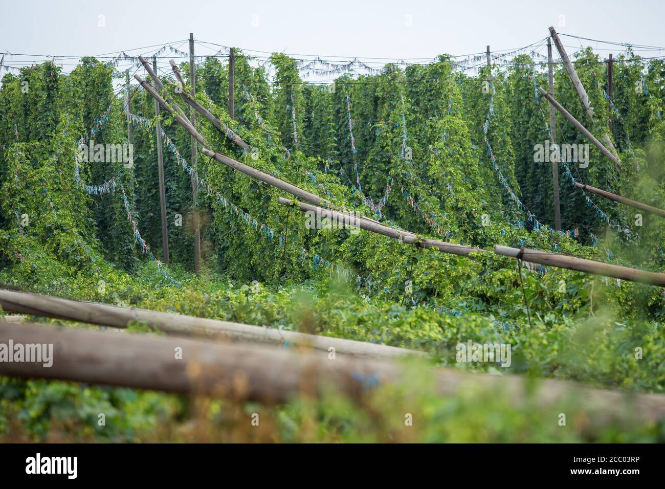 Kokory, República Checa. 15 de agosto de 2020. La tormenta del viernes acompañada de fuertes lluvias dañó 16 hectáreas de hop-fields de la cooperativa agrícola Kokory, el mayor productor de lúpulo de la región de Olomouc, República Checa, el 15 de agosto de 2020. Crédito: Jaroslav Svoboda/CTK Foto/Alamy Live News Foto de stock