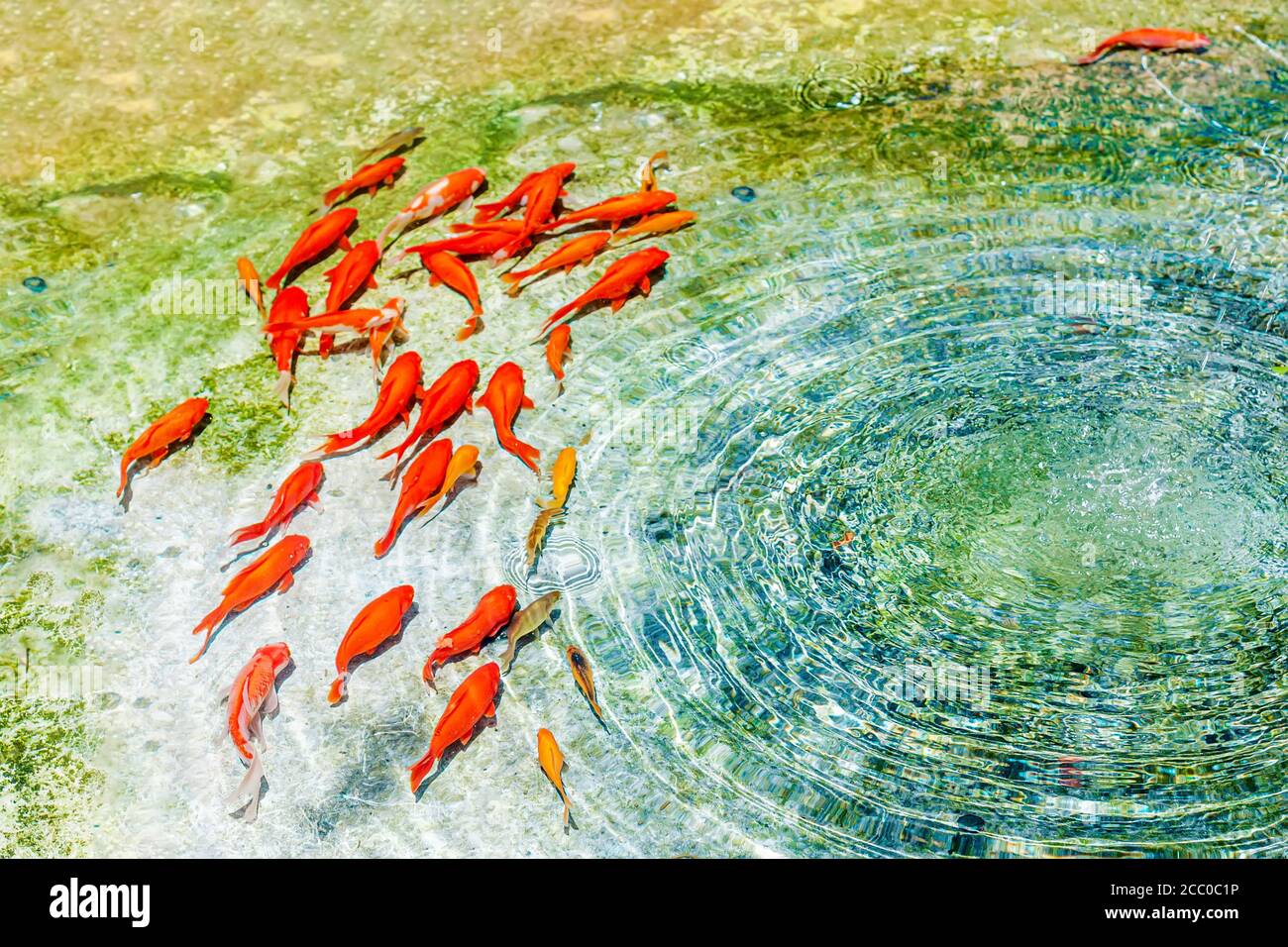 Kohaku dorado y Koi carpas nadando en el agua cristalina de la fuente. Fondo  de pantalla creativo de peces rojos Fotografía de stock - Alamy