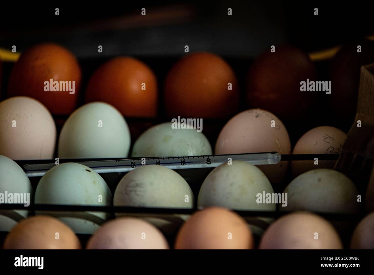 hen huevos en una incubadora Foto de stock