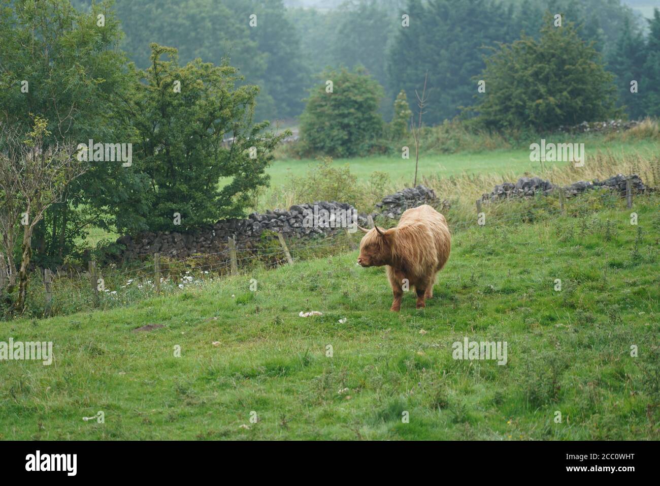 Ganado de tierras altas en el paisaje fotografías e imágenes de alta