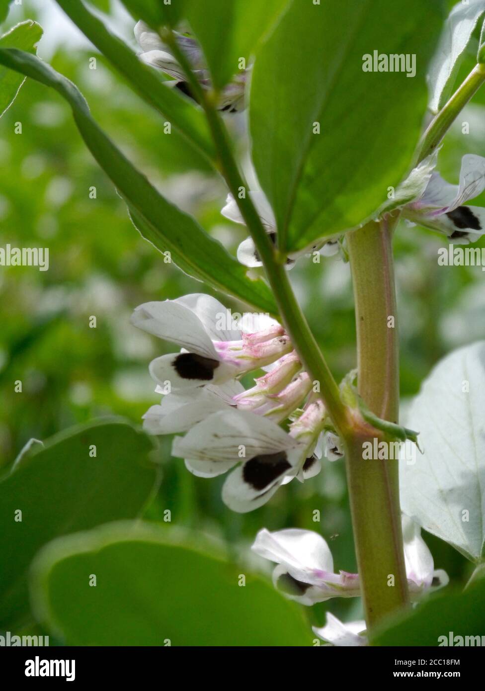 Francia, Bretaña, Taupont, habas o habas en flor, planta vegetal cultivada en un campo, variedad Witkiem Manita, Vicia Faba, su otro nombre Fotografía de stock - Alamy Francia, Bretaña, Taupont, habas o habas en flor, planta vegetal cultivada en un campo, variedad Witkiem Manita, Vicia Faba, su otro nombre Fotografía de stock - Alamy