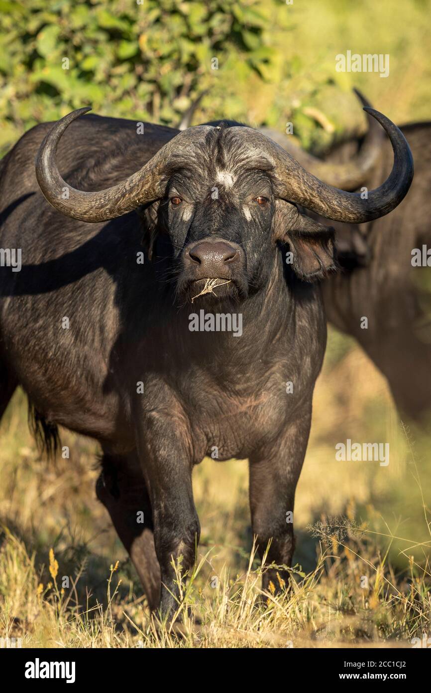 Mujer búfalo mirando alerta directamente a la cámara en la tarde de oro Luz en Moremi Okavango Delta Botswana Foto de stock