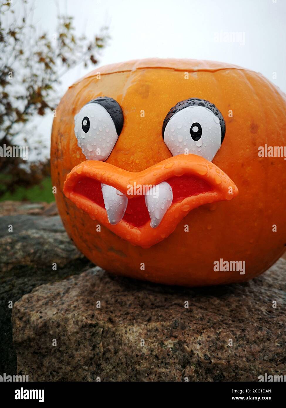 Calabaza de Halloween en un jardín casero con dientes falsos y.. ojos  Fotografía de stock - Alamy