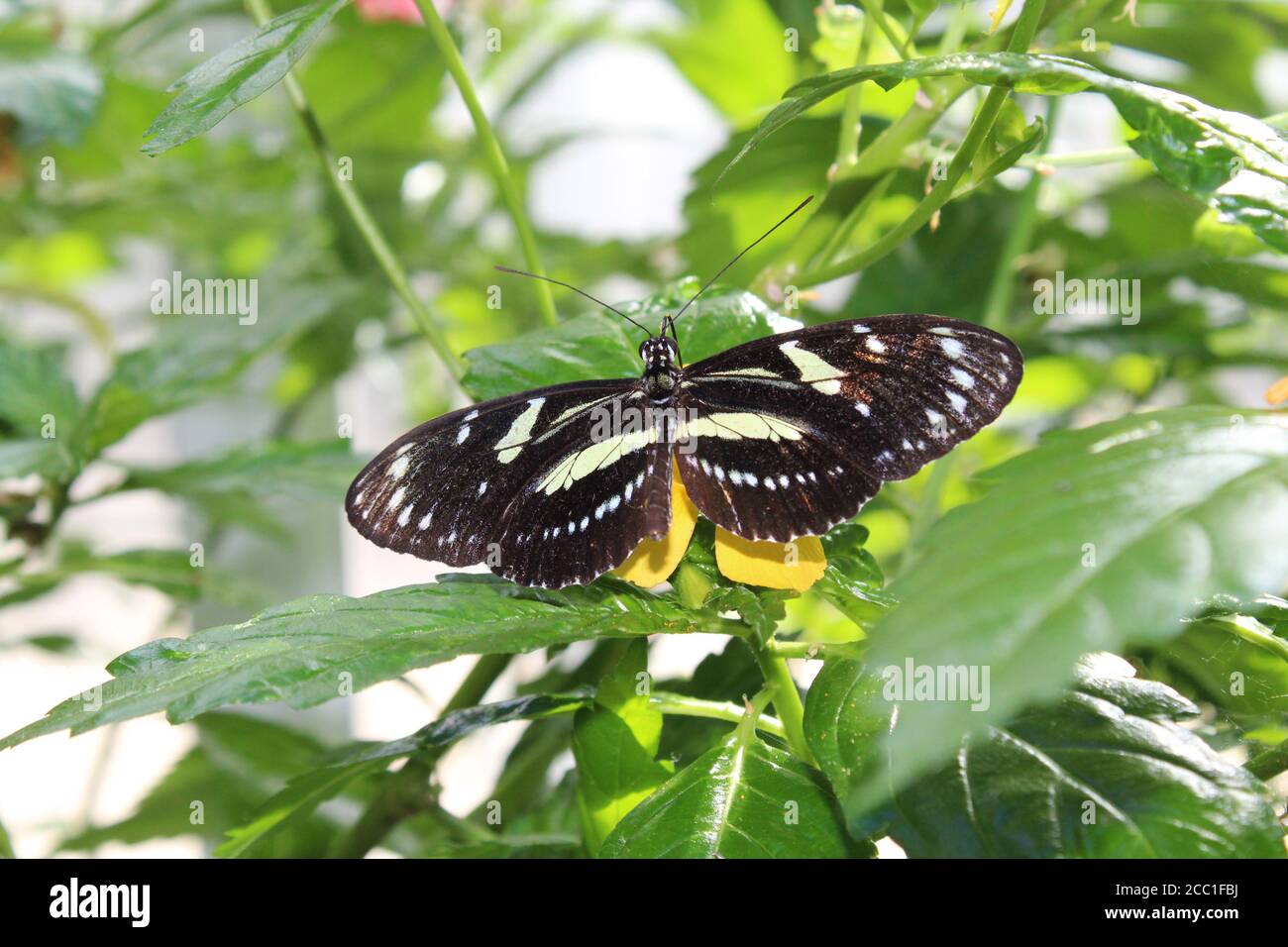 Mariposa en planta en Malahide, Irlanda Foto de stock
