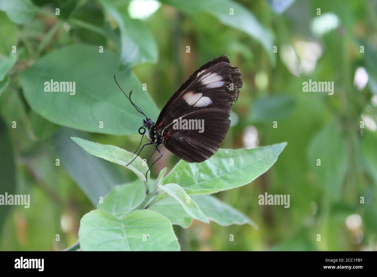 Mariposa en planta en Malahide, Irlanda Foto de stock