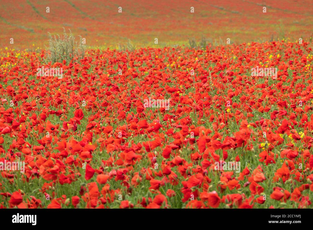Masa de amapolas rojas creciendo en el campo, East Garston, West Berkshire, Inglaterra, Reino Unido, Europa Foto de stock