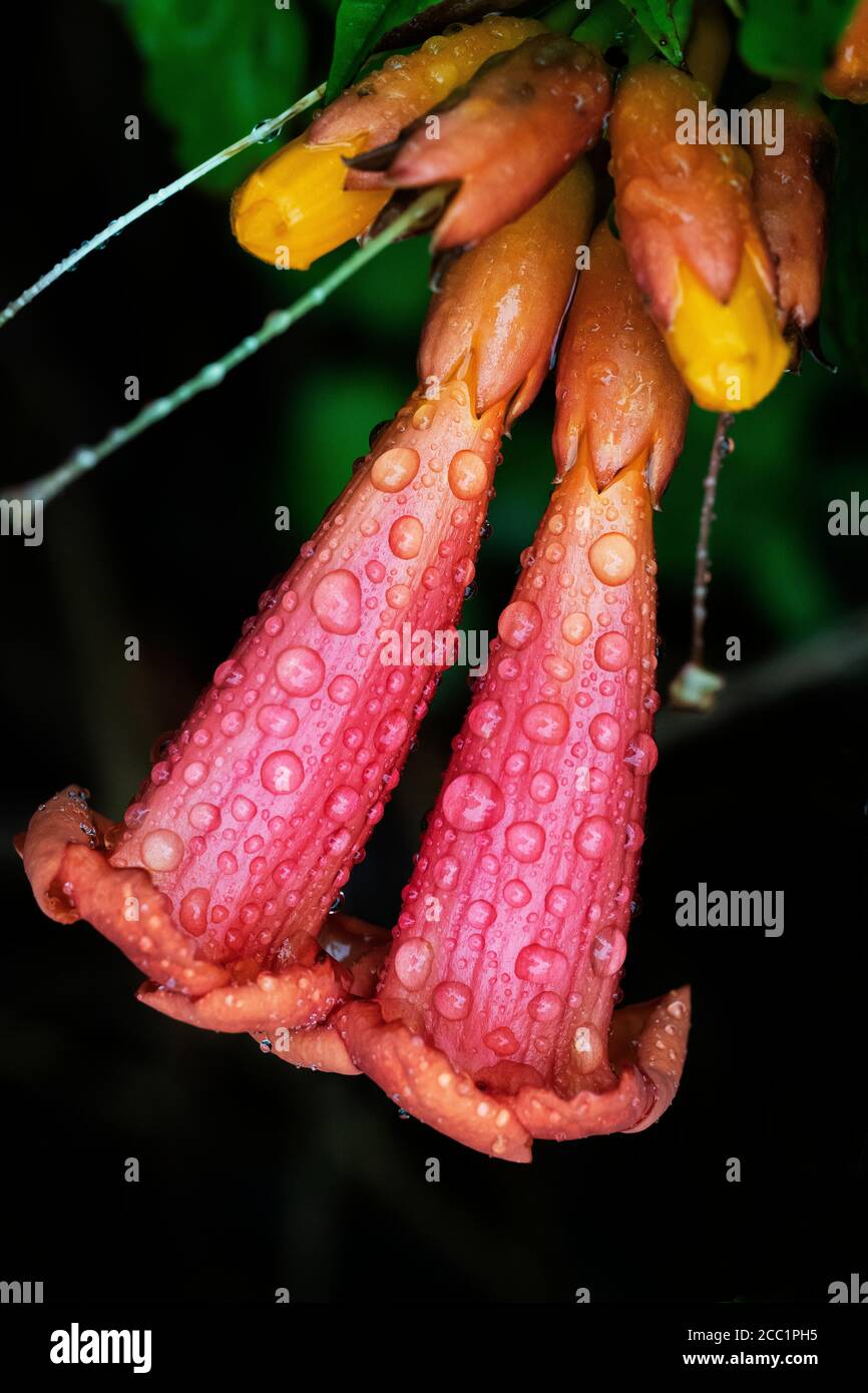 Flores silvestres nativas de la vid trompeta del este de los Estados Unidos Foto de stock