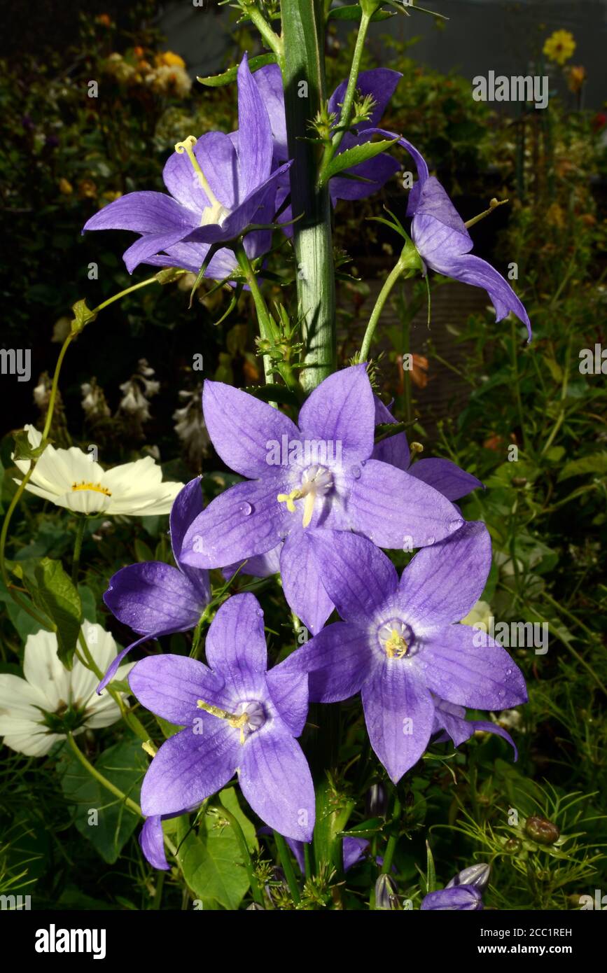 Campanula pyramidalis (flor de la chimenea) es nativa del sudeste de Europa (Italia) y de los Balcanes occidentales. Foto de stock