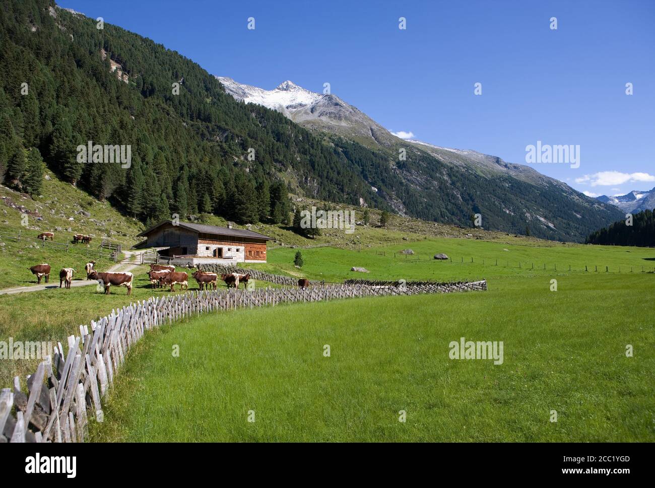 Austria, Krimmler Achental, cordillera Hohe Tauern, pastizales Foto de stock