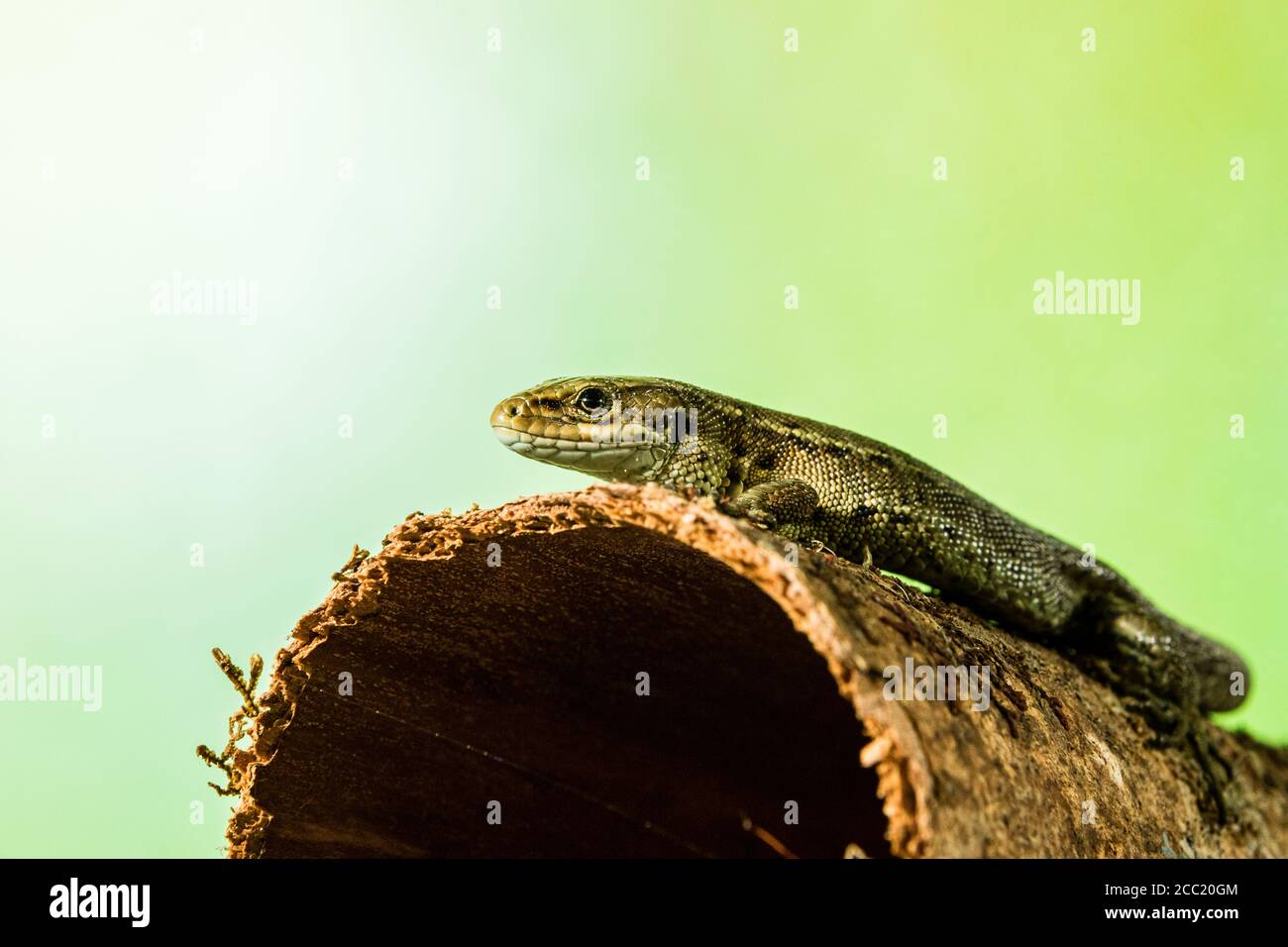 Un lagarto común fotografiado en circunstancias controladas y liberado ileso Foto de stock