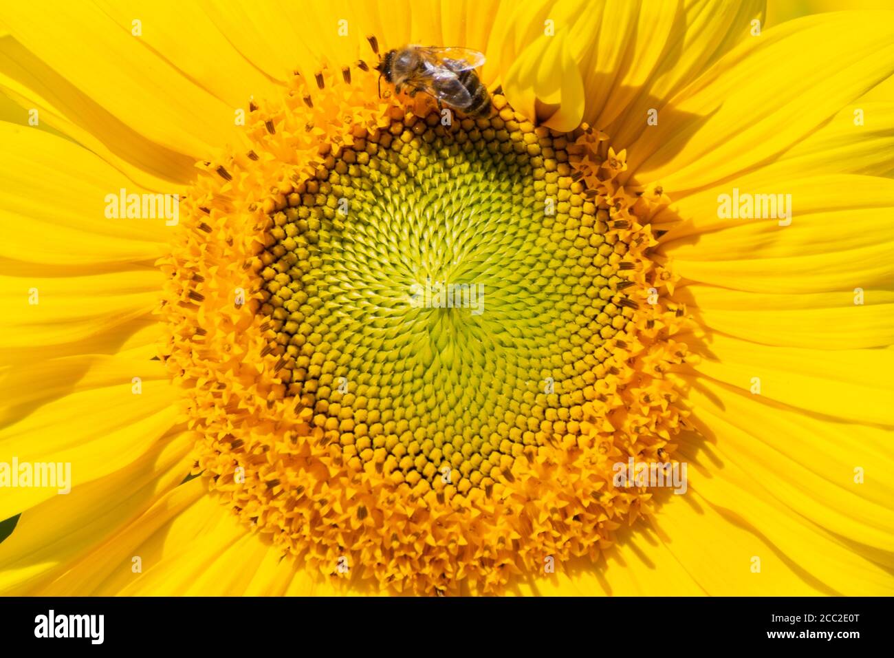 Cerca de la abeja recolectando néctar en un girasol Foto de stock