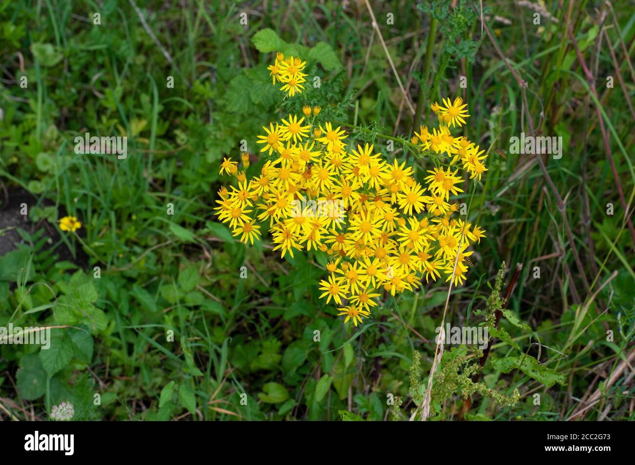 un ragwort común con flores amarillas, una planta venenosa para