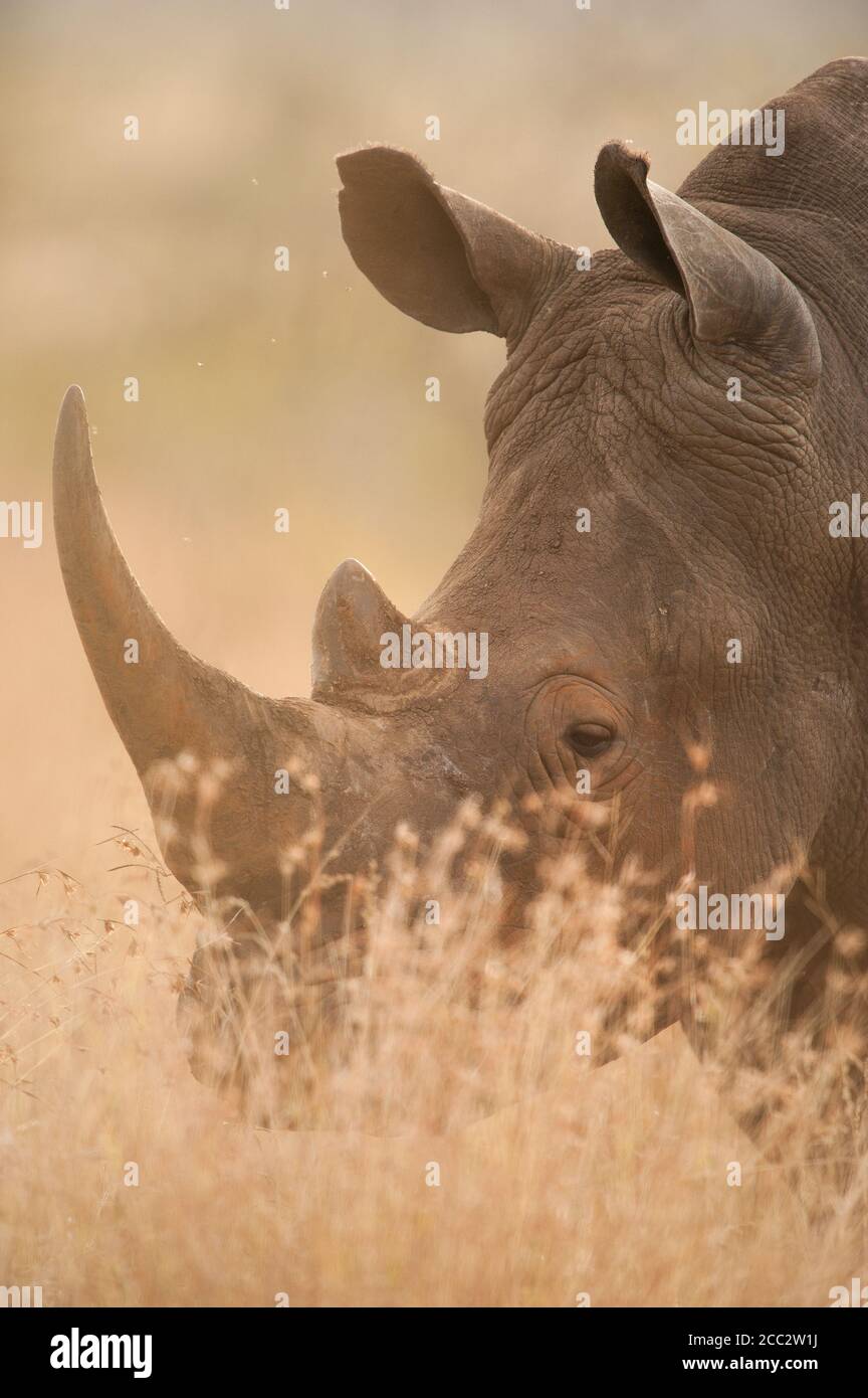 Rinoceronte Blanco o Rhino Ceratotherium simum Parque Nacional Kruger, Sudáfrica Foto de stock