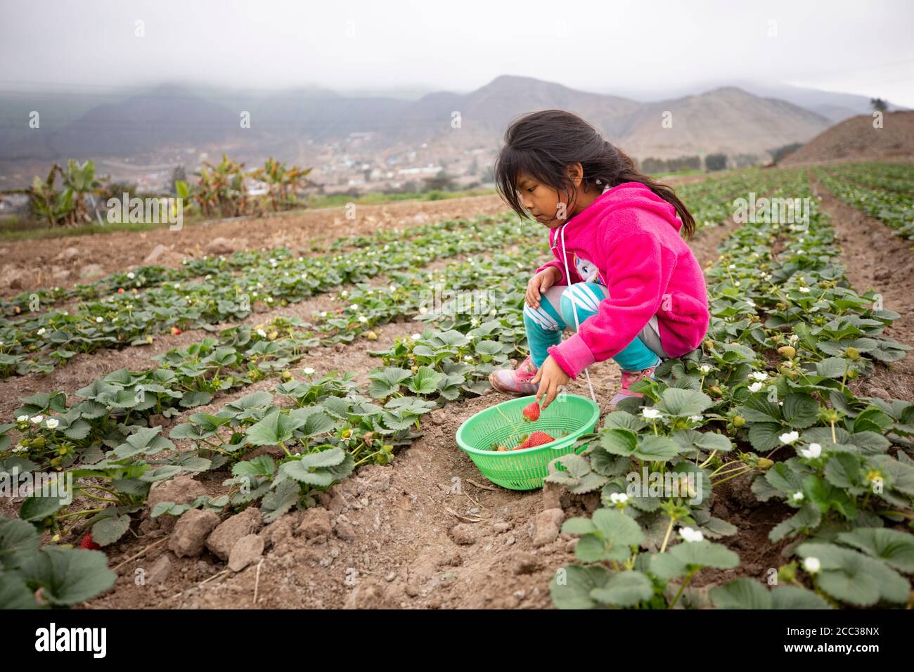 Una niña de seis años cosecha fresas en la granja de su familia en el distrito de Pachamac, Perú. Foto de stock