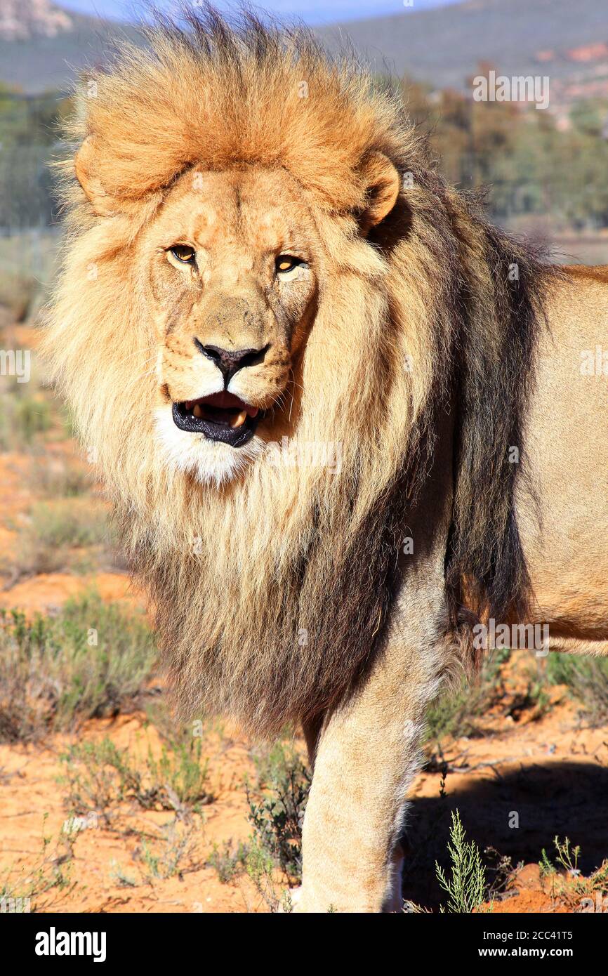 Un gran león masculino tratando de intimidar al fotógrafo con su mirada  Fotografía de stock - Alamy