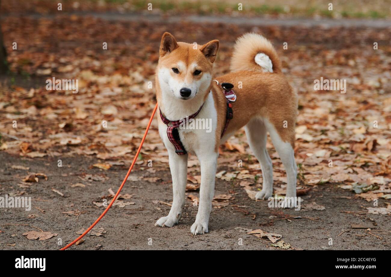 Berlín, Alemania. 18 de agosto de 2020. Una perra de 2 años de la raza  Shiba Inu es llevada a un paseo por su amante en el Volkspark  Friedrichshain. Queda garantizada, tiempo