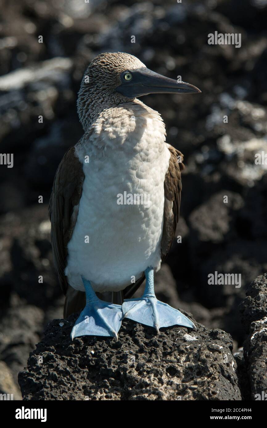 Cala isla de aves fotografías e imágenes de alta resolución - Página 8 -  Alamy