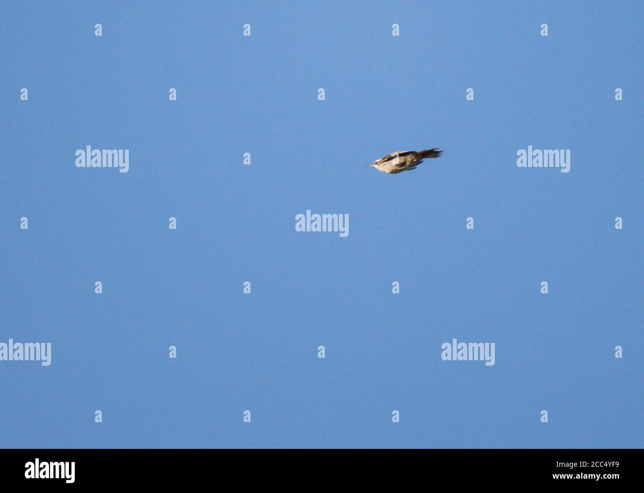 Treecreeper de puntera corta (Certhia brachydactyla), en vuelo, volando con alas plegadas, países Bajos, Limburgo Foto de stock