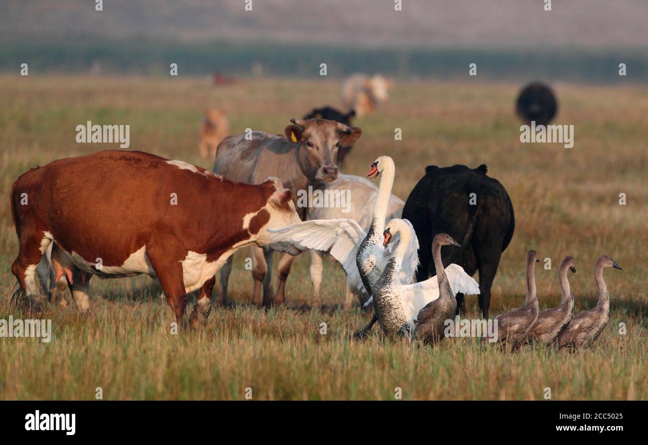 Mute Swan (Cygnus olor), padres que defienden a sus hijos contra una manada de ganado, Dinamarca Foto de stock