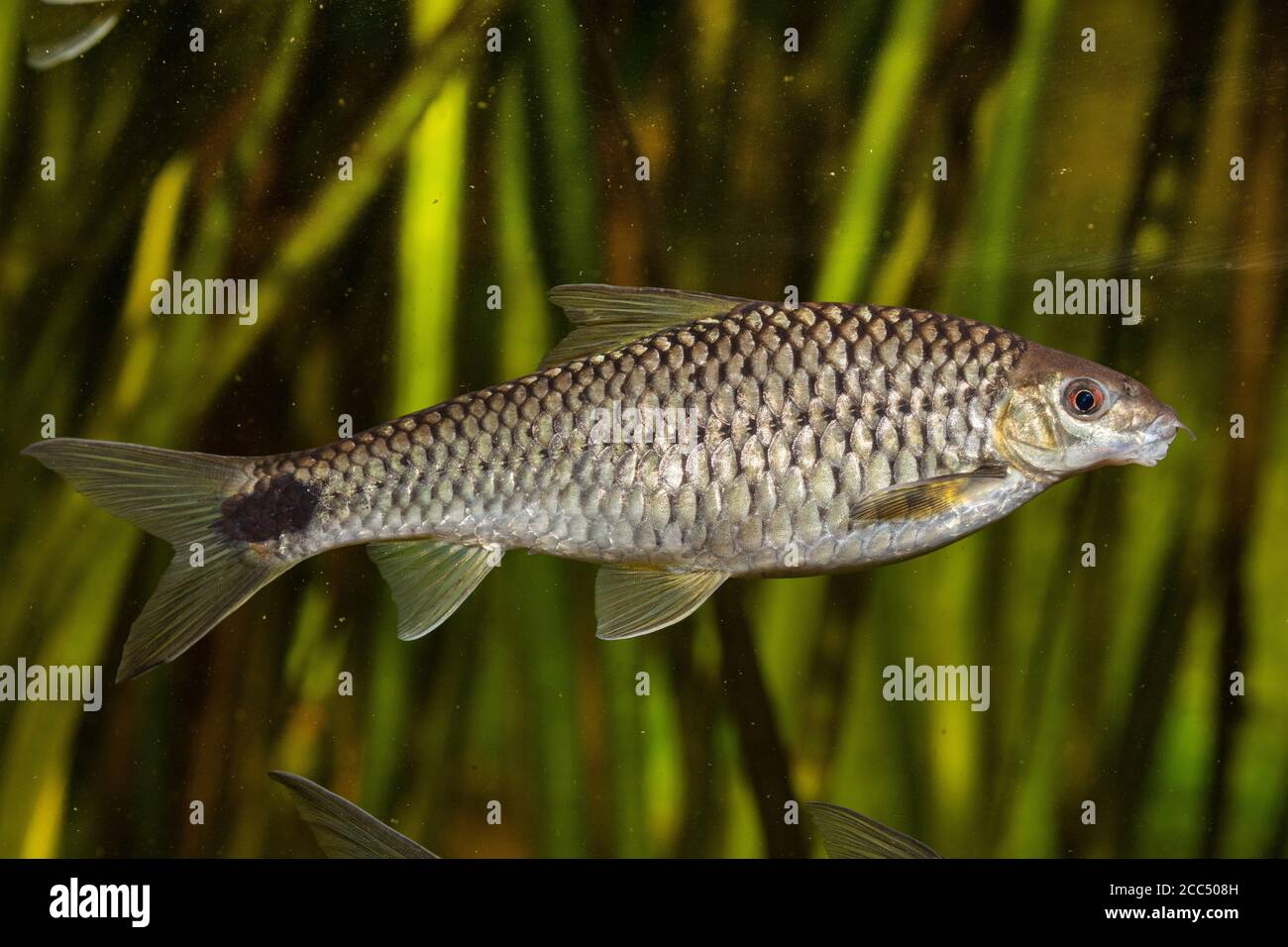 Silver Flying Fox (Crossocheilus reticulatus), natación Fotografía de