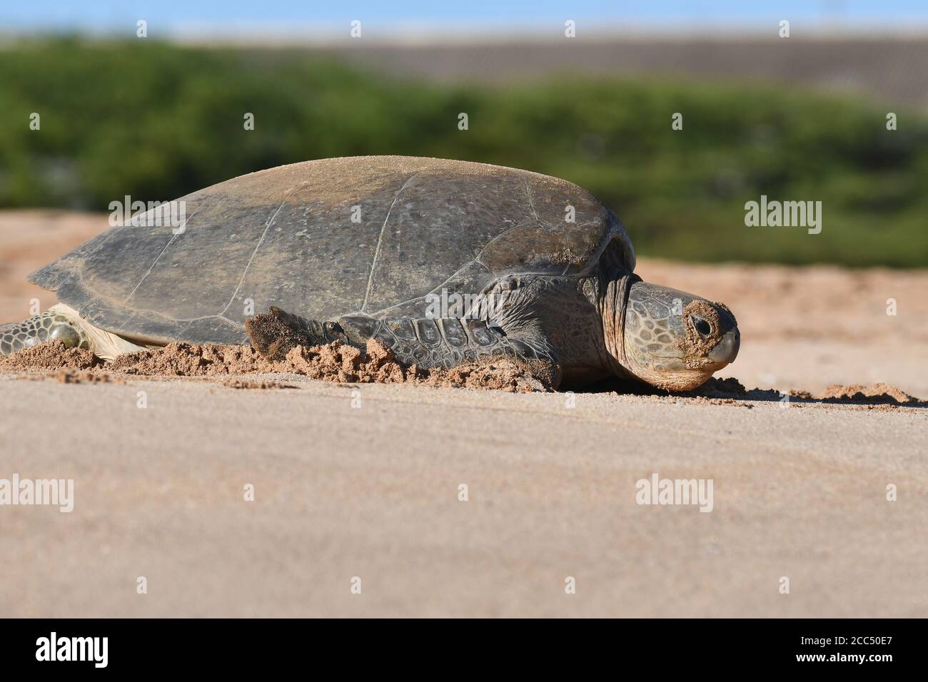 Tortuga verde, tortuga de roca, tortuga de carne (Chelonia mydas), hembra en la playa, isla de Ascensión Foto de stock