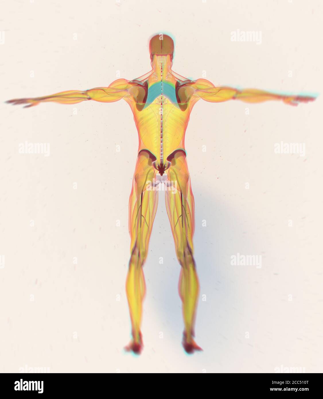 Anatomía ilustración de rhomboid major.examen de rayos X del cuerpo del músculo humano. Ilustración 3D. Foto de stock