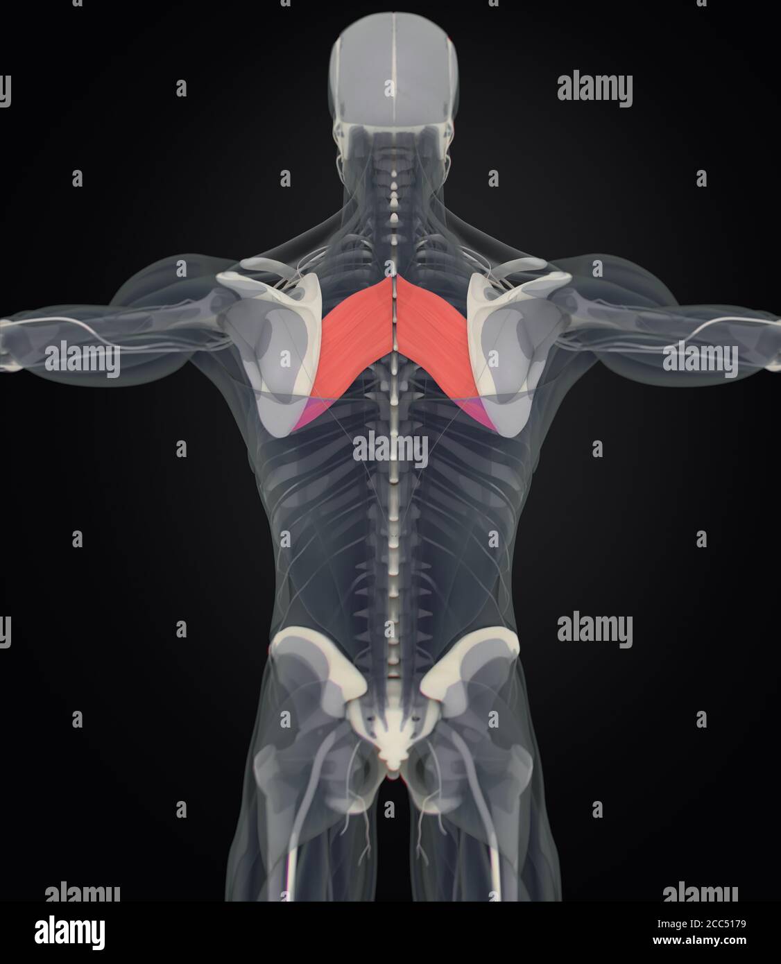 Anatomía ilustración de rhomboid major.examen de rayos X del cuerpo del músculo humano. Ilustración 3D. Foto de stock