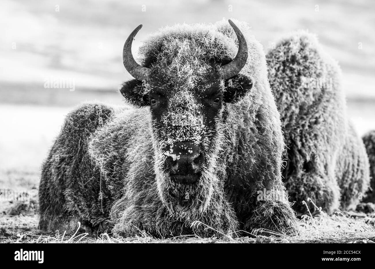 Imagen en blanco y negro de un bisonte cubierto de escarcha En Yellowstone en invierno Foto de stock