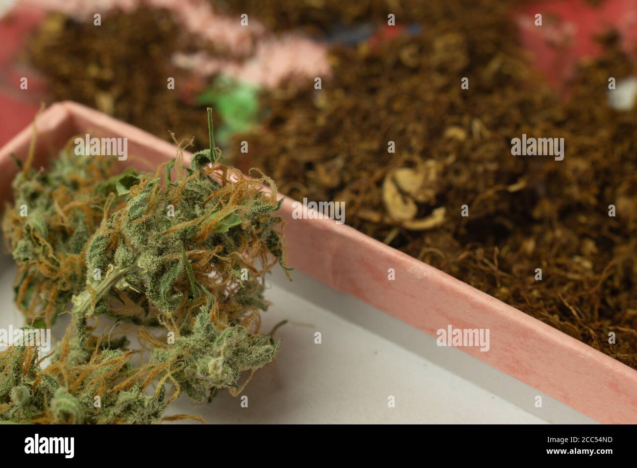 Brotes de cannabis versus tabaco para fumar Foto de stock