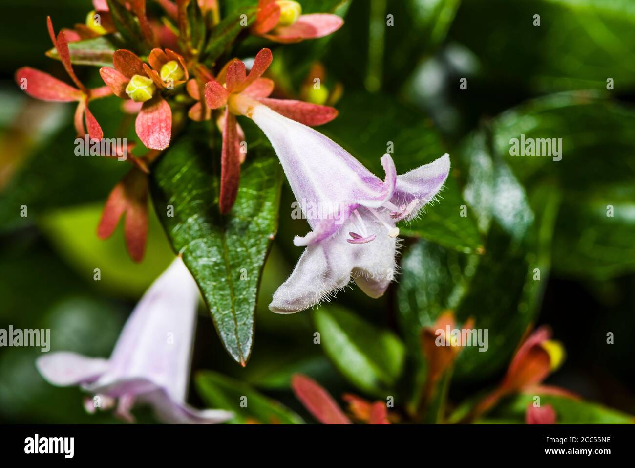 Primer plano de una Abelia púrpura/rosa x grandiflora 'Compacta' Foto de stock