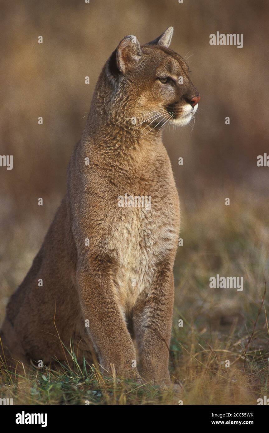 Puma animal fotografías e imágenes de alta resolución - Alamy