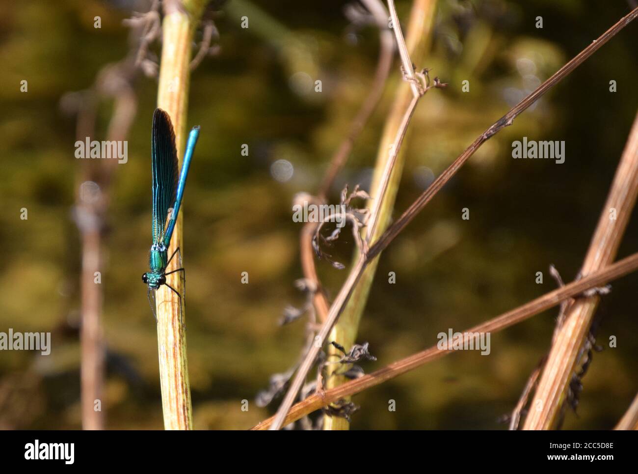 Demoiselle Agrion en contraste con el subcrecimiento Foto de stock