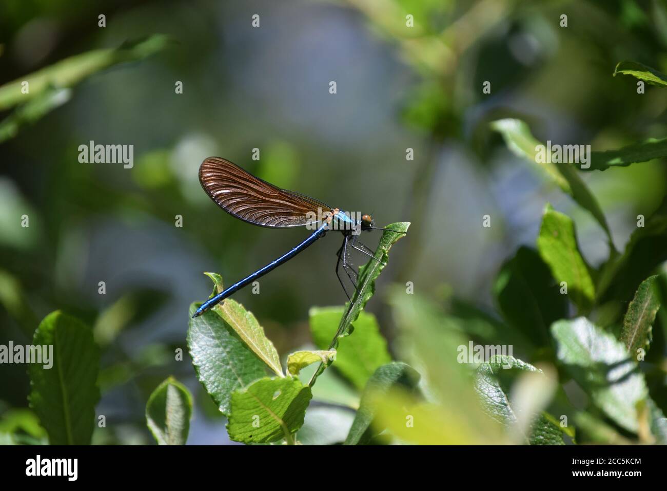 Mujer Demoiselle Agrion en perfil Foto de stock