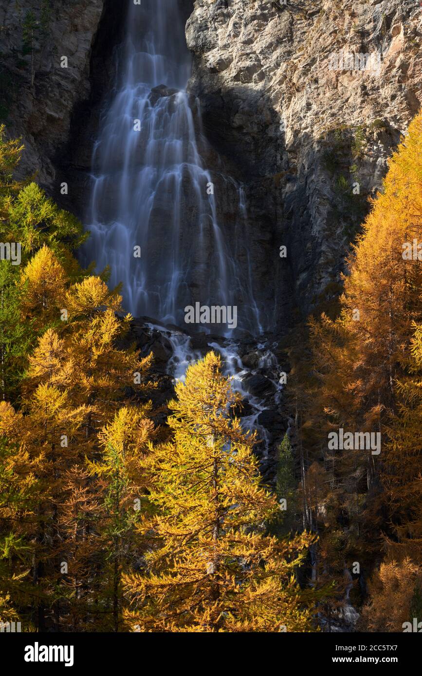 Cascada la pisse y árboles de alerce dorado en otoño en el Parque Natural Regional de Queyras. Ceillac, Altos Alpes (05), Alpes, Francia Foto de stock