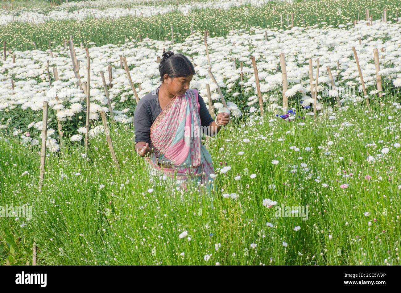 medinipore bengala occidental india el 27 de enero de 2020 :una mujer campesina de flores que trabaja en un campo de crisantemos blancos. foto tomada en el mediinipore rural. Foto de stock