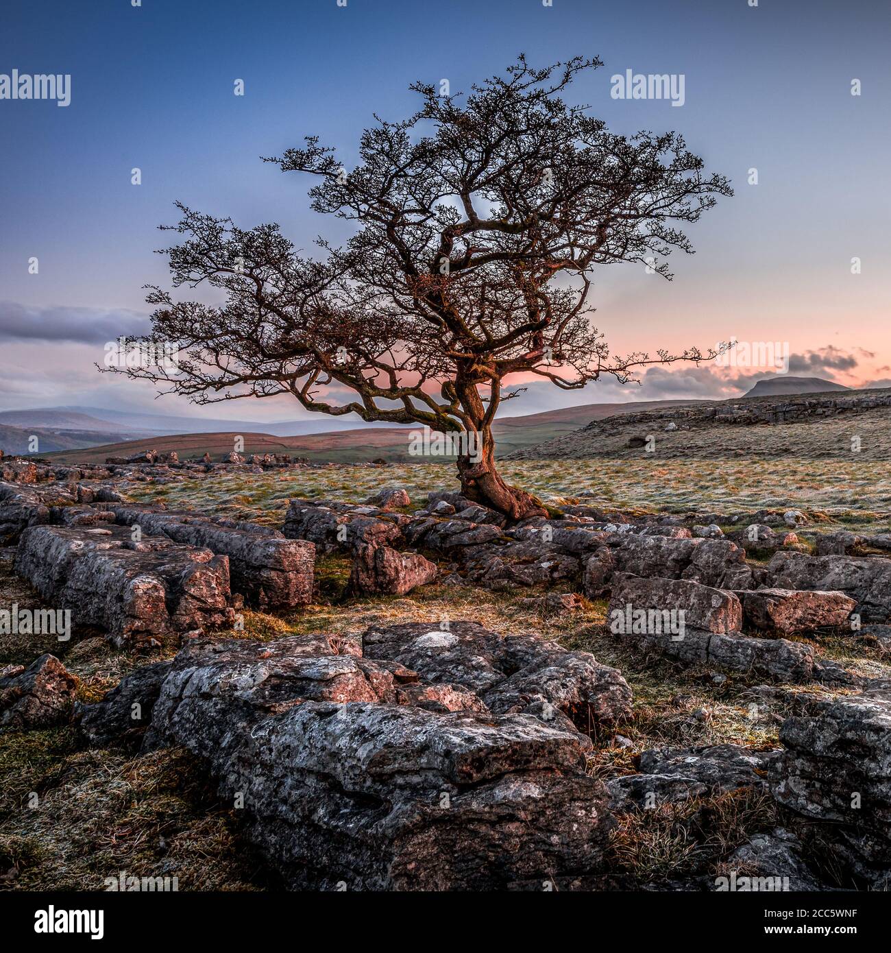 Un solitario árbol erosionados en entre el pavimento de piedra caliza de los Yorkshire Dales National Park Foto de stock