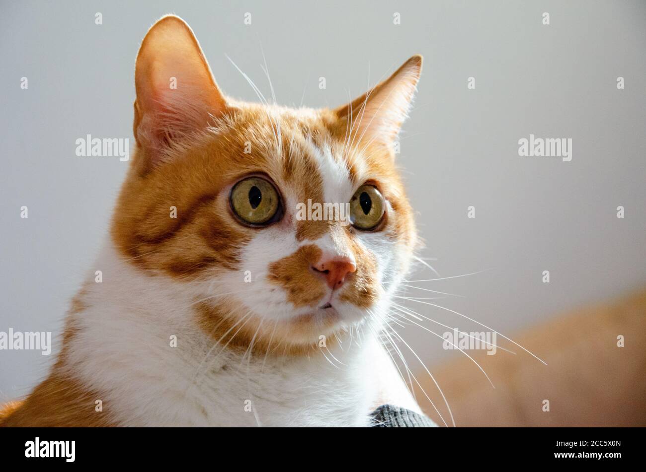 retrato de un rostro de jengibre/gato amarillo con ojos grandes Foto de stock