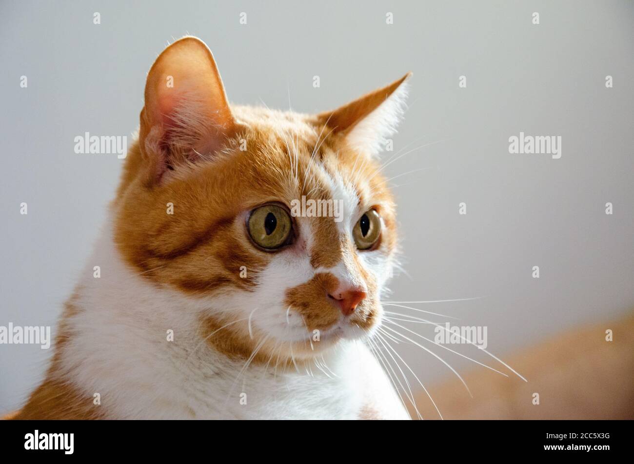 retrato de un rostro de jengibre/gato amarillo con ojos grandes Foto de stock