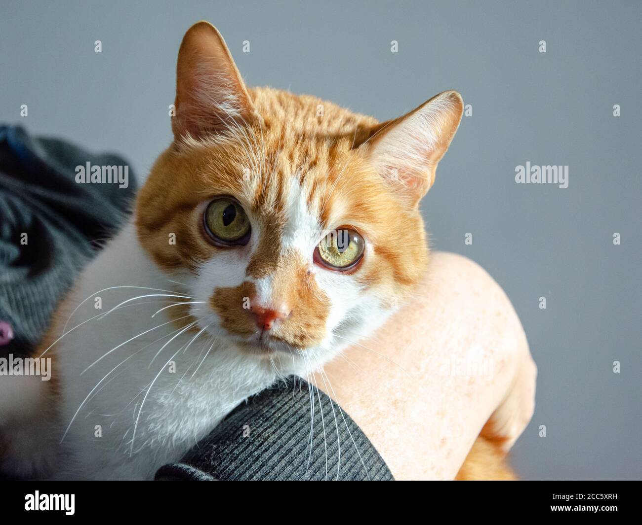 retrato de un rostro de jengibre/gato amarillo con ojos grandes Foto de stock