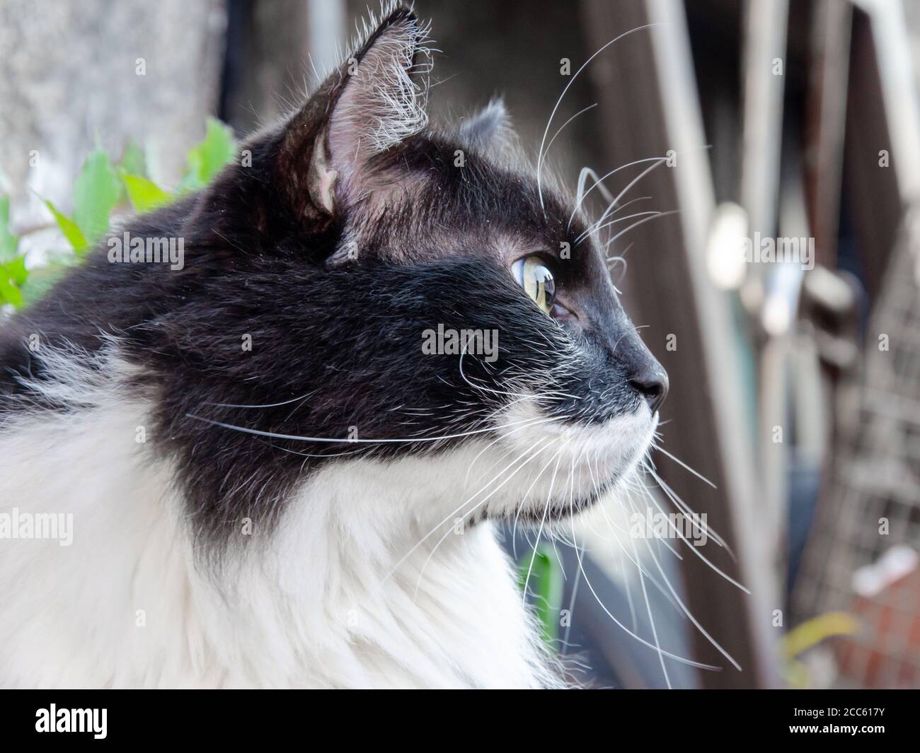 de cerca en la cara del gato del tuxedo visto por lado Foto de stock