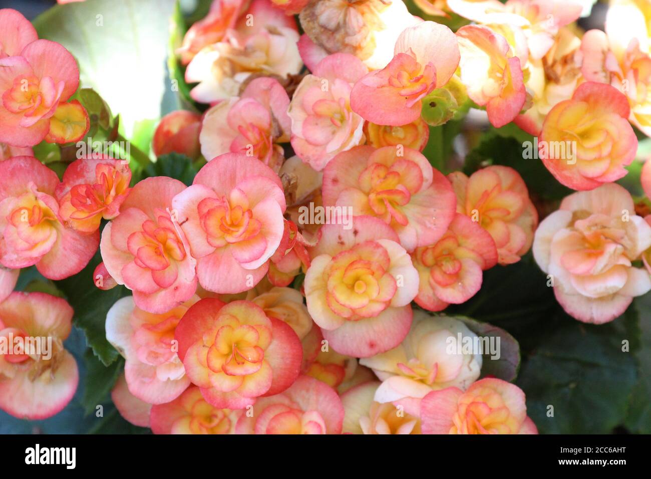 Begonias color rosa claro, melocotón y amarillo tricolor Fotografía de  stock - Alamy
