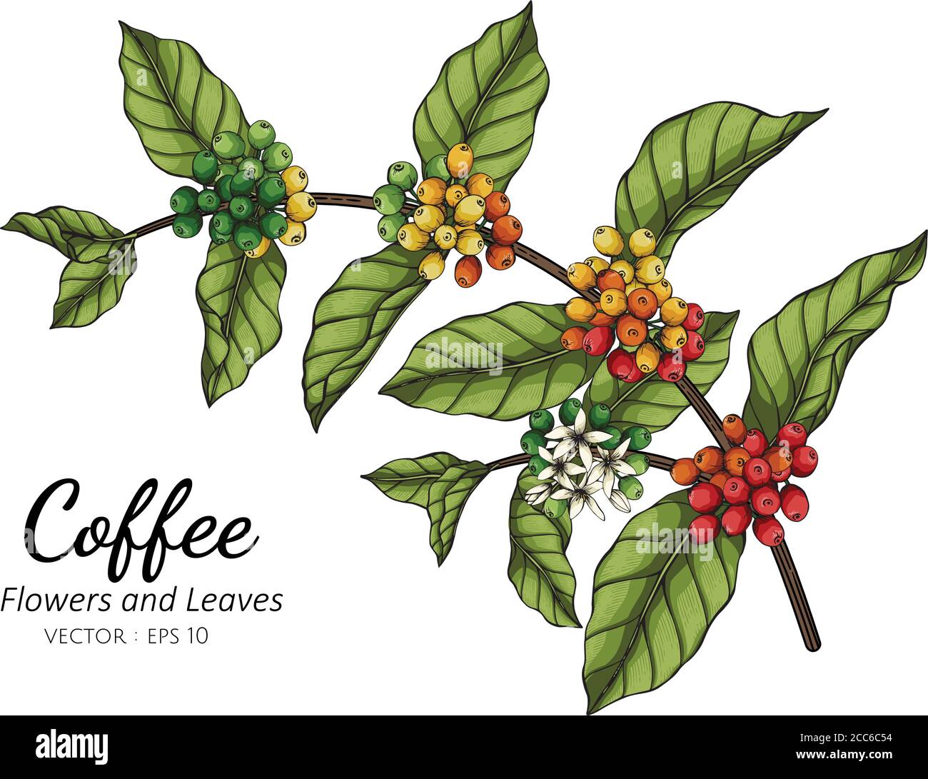 Ilustración de dibujo de flores y hojas de café con arte lineal sobre  fondos blancos Imagen Vector de stock - Alamy